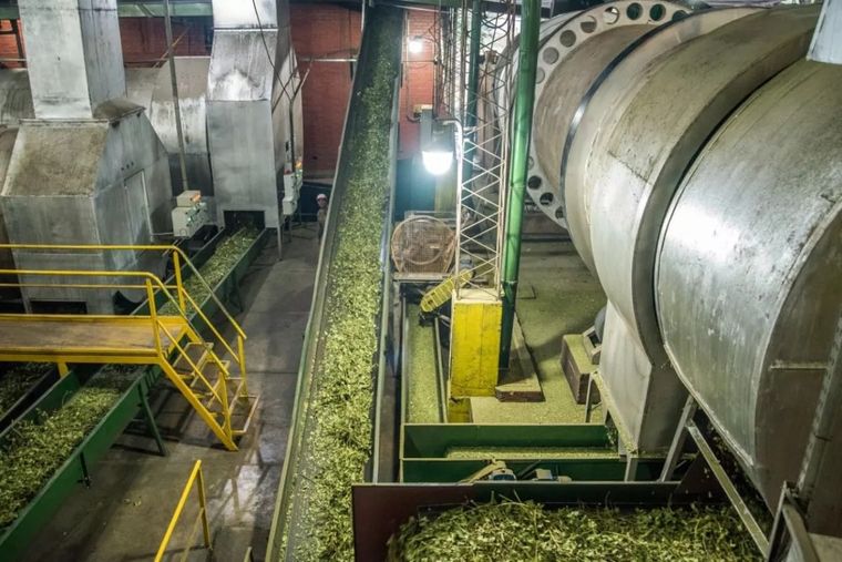 La cooperativa misionera se dedica también a la producción de té, que incluso llega con sus embarques a los Estados Unidos. Foto: Cooperativa Yerbatera de Dos de Mayo