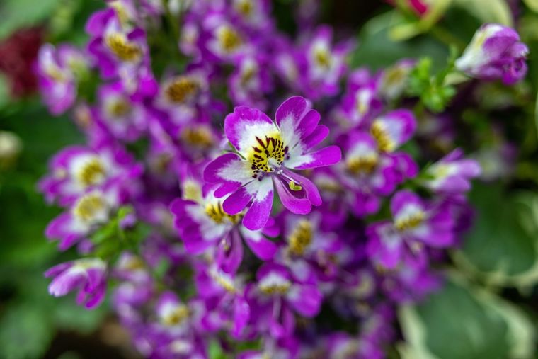 Esta planta puede estar en el jardín como en el interior del hogar. Foto: Shutterstock Esta planta puede estar en el jardín como en el interior del hogar. Foto: Shutterstock