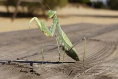 Los machos y hembras se buscan en temporada reproductiva, pero las mantis religiosas son animales solitarios. Foto: Shutterstock