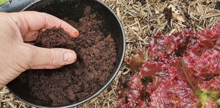 Una pizca de este ingrediente de tu cocina para que tus plantas revivan Foto: Shutterstock
