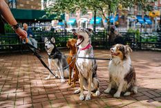 Día del perro Estas son las tres razas más dormilonas Foto: Wunderstock