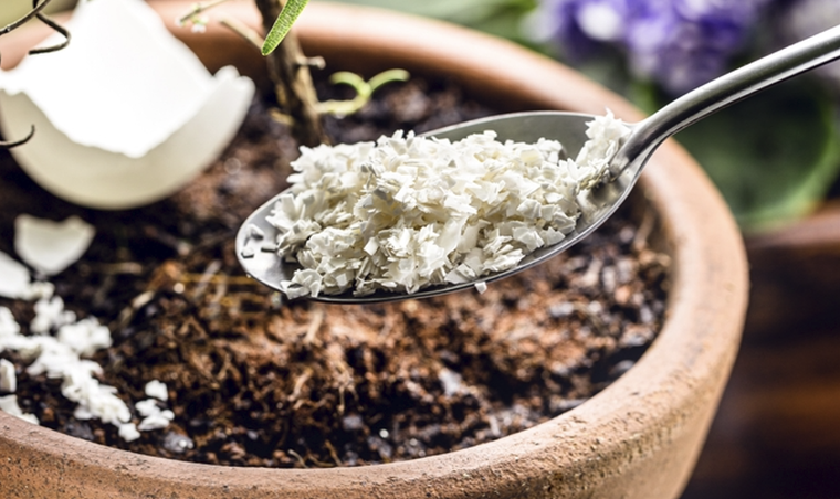 Este abono casero se realiza muy fácilmente con solo tres ingredientes Foto: Shutterstock