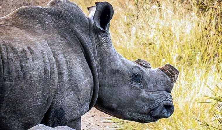 Solo cortar los cuernos reduce la caza furtiva del rinoceronte. Foto: Dpa