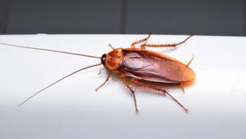 Se conocen más de 4500 especies de cucarachas en el mundo. Foto: Shutterstock Se conocen más de 4500 especies de cucarachas en el mundo. Foto: Shutterstock