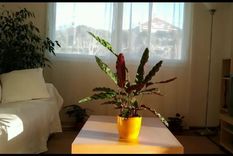 significativas imagenes de la vida que hay en una planta