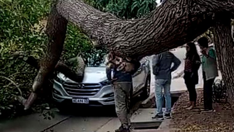 La rama impactó en el capó del vehículo