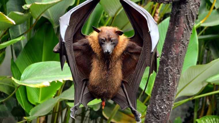 Este tipo de murciélagos solo se alimenta de frutas. Foto: iNaturalist.