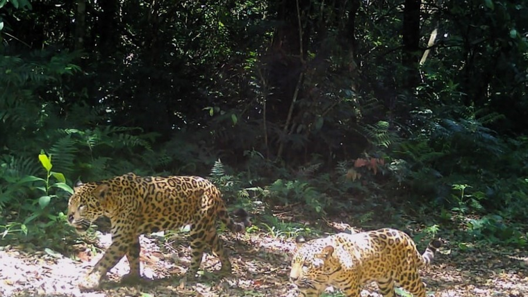 Los científicos vienen monitoreando a los yaguaretés con cámaras trampas desde 2019