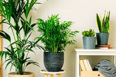 Plantas de interior purificadoras. Créditos:&nbsp;elblogdelatabla.com