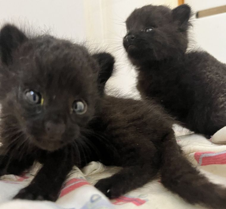 Los gatos fueron rescatados en un incendio forestal ocurrido en enero. Foto: Ministerio de Ambiente y Desarrollo Sostenible