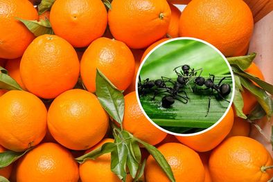 MDZol | Cómo cuidar tu jardín con la ayuda de las naranjas (Shutterstock).