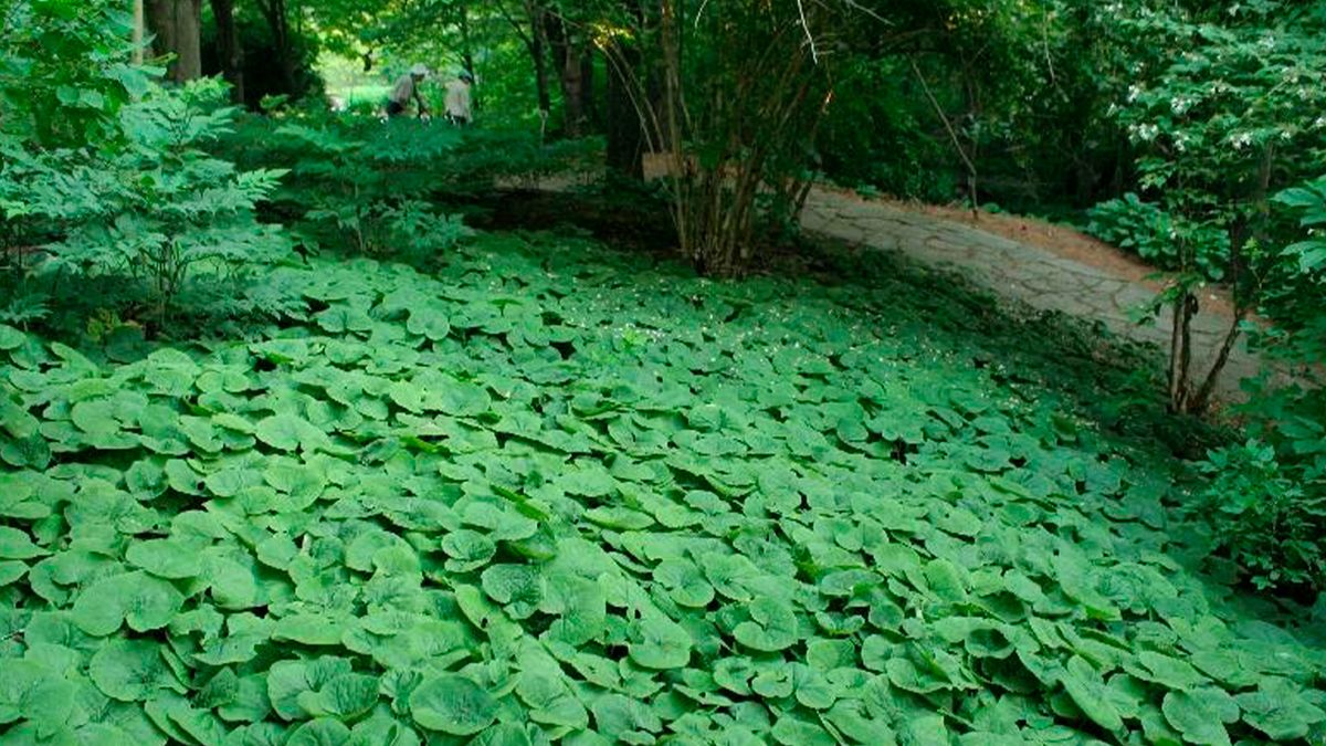 Las plantas que sobreviven a todo en Mendoza (y encima quedan increíbles)