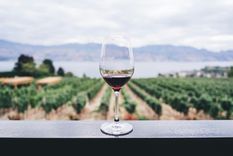 Malbec: vino argentino y bebida nacional, es una variedad de uva morada usada para la elaboración de vinos tintos y blancos. Conocé su historia Foto: Unsplash