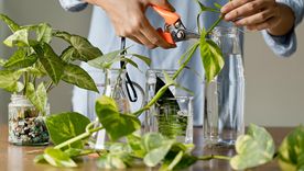 Si querés cultivar tus plantas sin tierra ni fertilizantes esas son las opciones, conocidas en nuestra nota Foto: Shutterstock