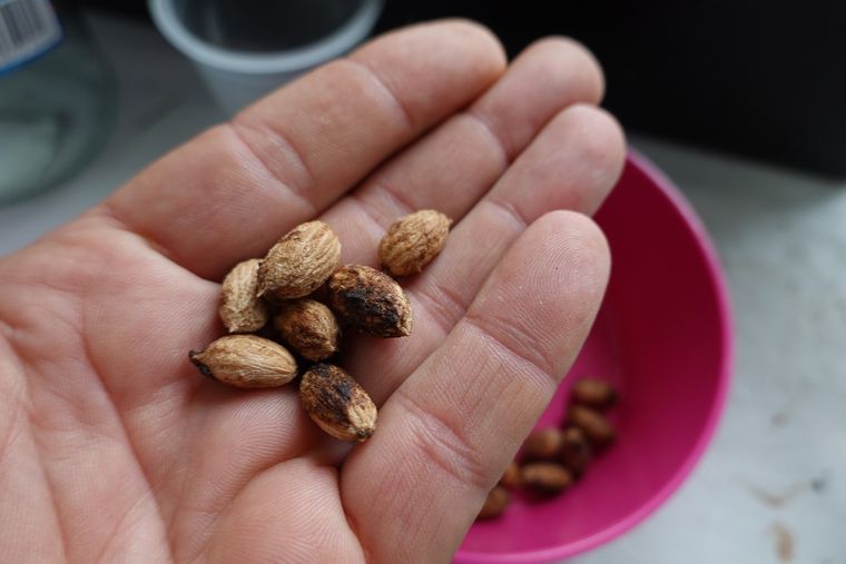 El carozo de aceituna es una gran opción para cuidar el jardín. El carozo de aceituna es una gran opción para cuidar el jardín. 