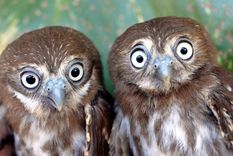 Los búhos tienen capacidades que sorprendieron a los científicos. Foto: Efe.