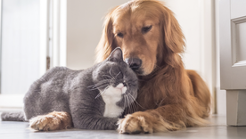 Hacer que tu perro y tu gato se lleven bien es cuestión de paciencia y perseverancia Foto: Shutterstock