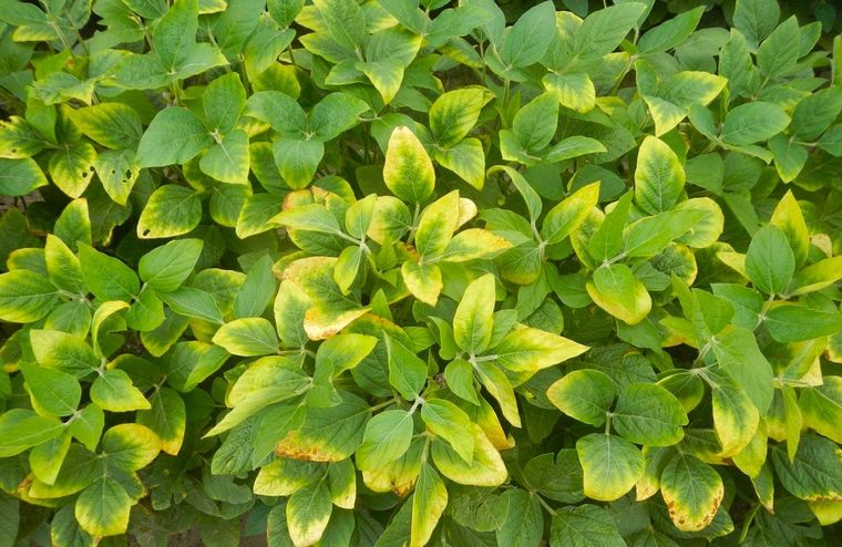 Como todo ser vivo, las plantas requieren de una buena alimentación y nutrientes para verse saludables. Foto: Pinterest