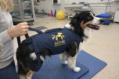 La startup busca mejorar la calidad de vida de animales con edad avanzada.