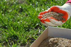 Si la chipica se deja sin cuidado durante el verano, esta termina colonizando todo el jardín. Foto: Shutterstock
