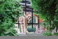 Estas mascotas son una de las más curiosas que podemos encontrar Foto: Shutterstock