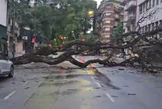 Usuarios registraron árboles caídos en la calle Álvarez Thomas a la altura Elcano, por lo que hay un corte total de tránsito Foto: Gentileza X @jotaleonetti