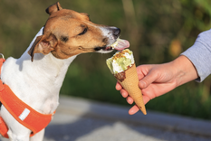 El calor puede afectar gravemente a las mascotas. Foto: Shutterstock