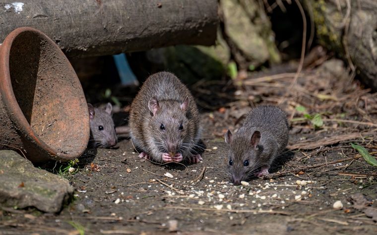 Ratas A veces puede tratarse de buena suerte. Foto: Fuente: Shutterstock