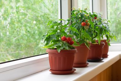 MDZol | Esta técnica es vital para crear una huerta propia en el hogar de manera sencilla Foto: Shutterstock