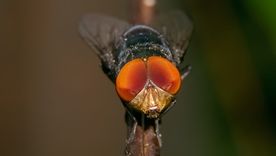 El descubrimiento de los investigadores de Japón parece sacado de la ciencia ficción. El descubrimiento de los investigadores de Japón parece sacado de la ciencia ficción.