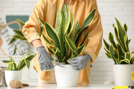 Plantas que se reproducen. Plantas que se reproducen.