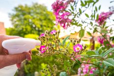 El vinagre y las plantas: ¿cómo se llevan? Foto: SHUTERSTOCK