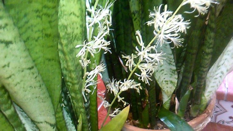 Las flores de Sansevieria son muy aromáticas y su perfume es similar a la de la vainilla Foto: Pinterest