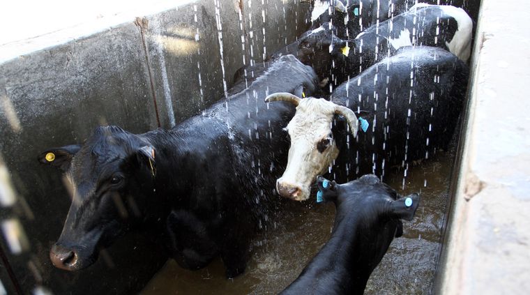 Foto: Pachy Reynoso/MDZ