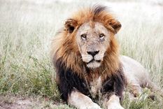 pareja dormia en un safari y un decidido leon hambriento los visito