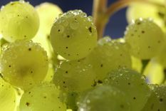 descubriendo los secretos del vino aleman