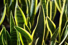 Esta es una de las plantas que no te puede faltar en el hogar Foto: Shutterstock