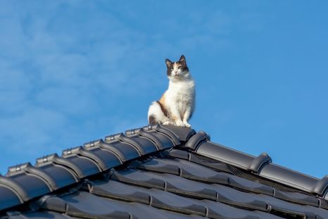 Este comportamiento es común en muchos gatos. Foto: Shutterstock