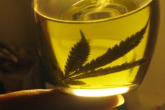 esta es la provincia que producira mas cannabis en argentina