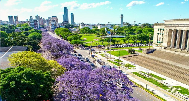 Estos árboles se destacan por su belleza y por su utilidad. Foto: Archivo Estos árboles se destacan por su belleza y por su utilidad. Foto: Archivo