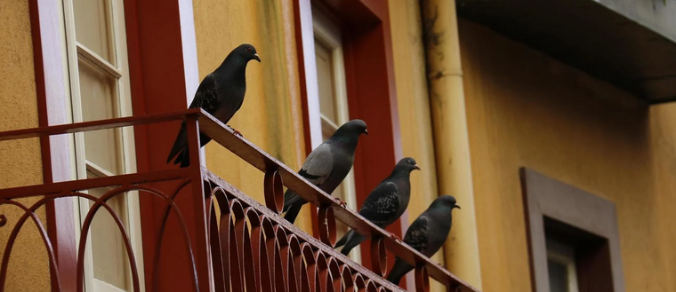 Foto: Vecteezy - https://es.vecteezy.com/foto/1907686-palomas-descansando-en-un-balcon-rojo-casa-amarilla-con-ventanas