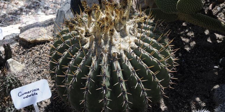 Una de las especies que se cultivan en el cactario del Iadiza. Foto: Alf Ponce / MDZ