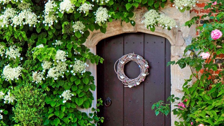 Al ser plantas grandes y rebeldes, las hortensias trepadoras pueden verse desordenadas y con el tiempo convertirse en un peligro. La clave para solucionar esto es un buen método de poda. Foto: thearches.co.uk/