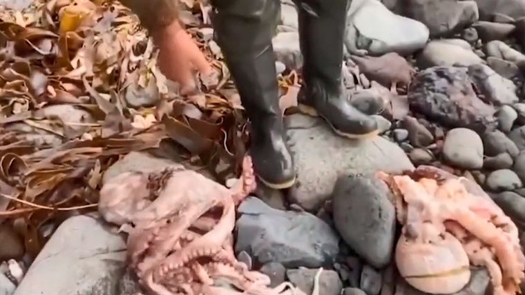Animales muertos en la costa de Kamchatka.