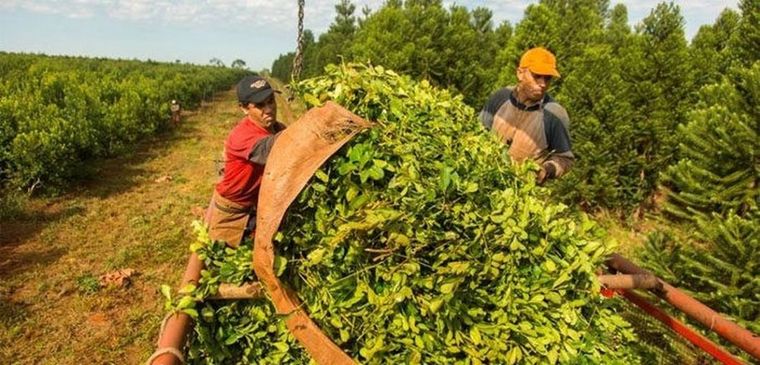 Los productores de yerba mate siguen recibiendo un precio muy bajo por la hoja verde y la yerba canchada. Los productores de yerba mate siguen recibiendo un precio muy bajo por la hoja verde y la yerba canchada.