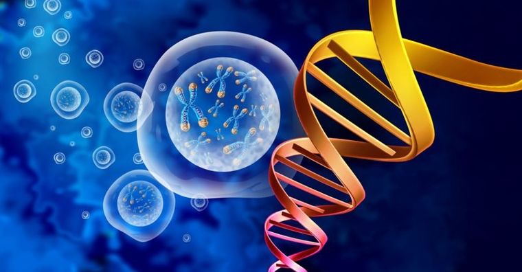 Los genes saltarines pueden extirparse de una parte del ADN e insertarse en otro lugar, provocando una alteración generalmente dañina. Foto: GETTY IMAGES