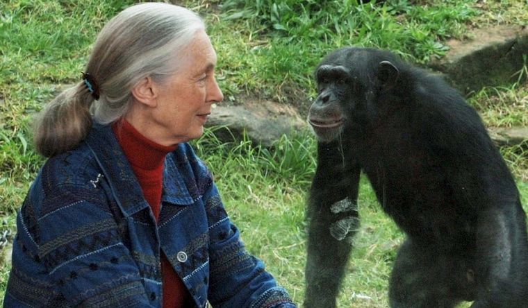 Un chimpancés, junto a una científica primatóloga Foto: EFE