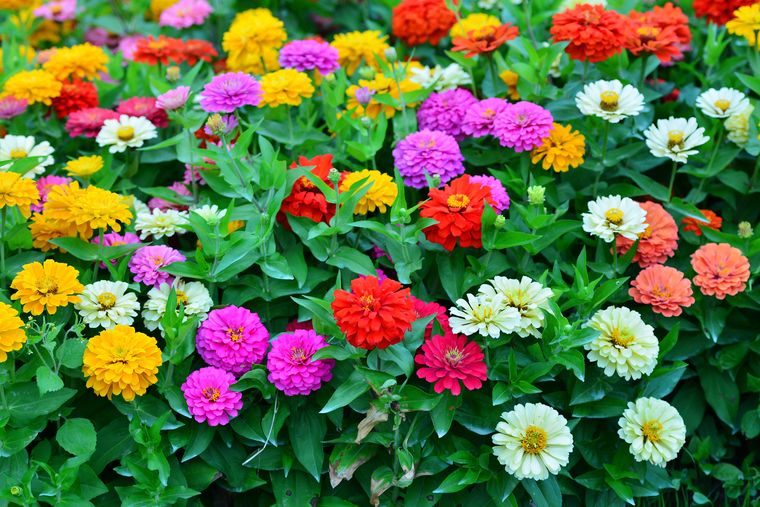 La planta es un espectáculo natural. Fuente: Shutterstock. La planta es un espectáculo natural. Fuente: Shutterstock.