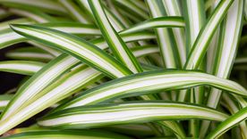 La planta de cintas ideal para tener en el interior.&nbsp;