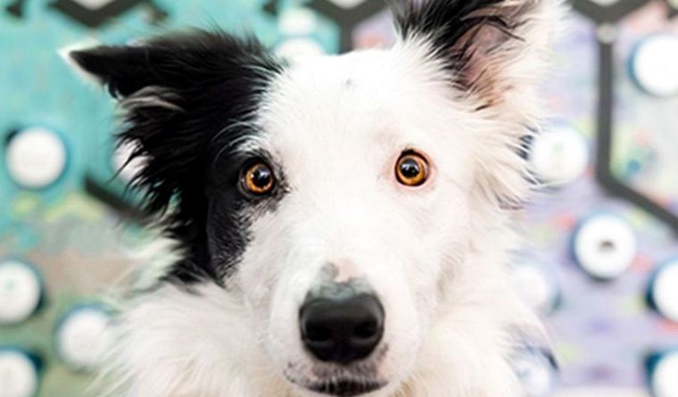 Los perros del estudio respondieron apropiadamente a palabras como “jugar” y “afuera”. Foto: Dpa.